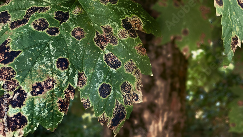 Macchia nera su alcune foglie di platano photo