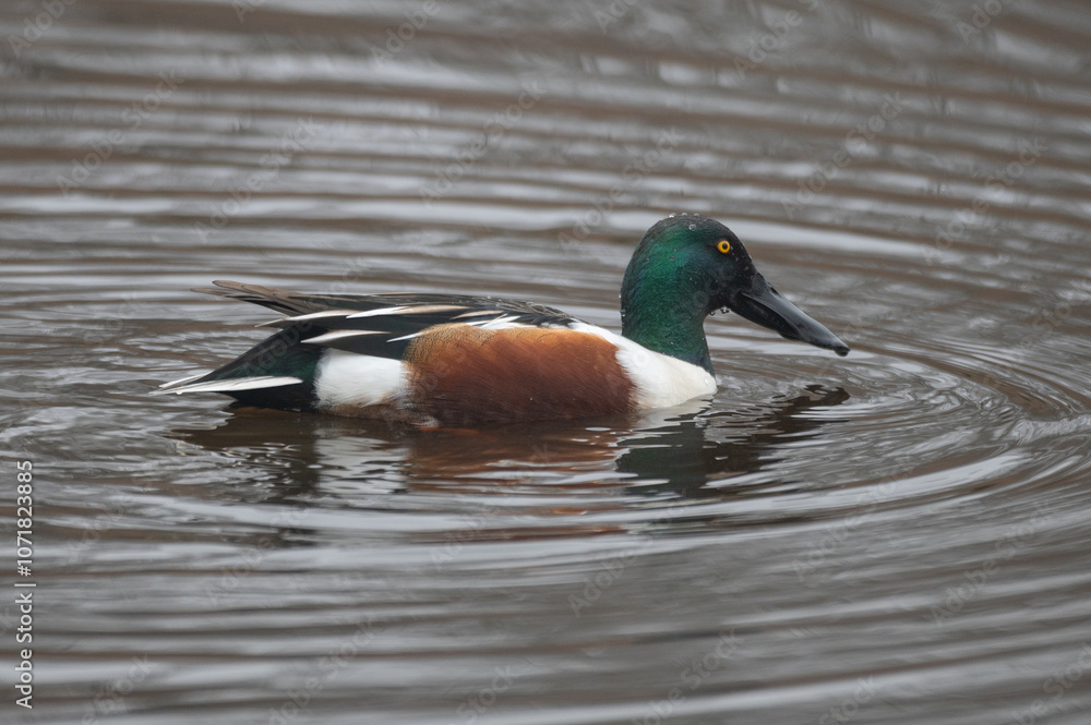 Obraz premium Spatula clypeata - Northern Shoveler - Canard souchet