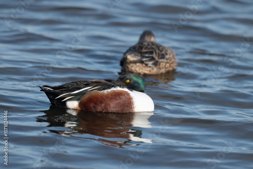 Spatula clypeata - Northern Shoveler - Canard souchet