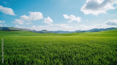 Lush Green Rice Field Under a Bright Blue Sky with Fluffy White Clouds and Rolling Hills in the Background on a Beautiful Day in Scenic Nature