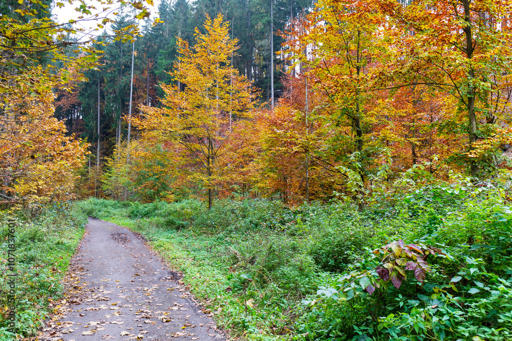 Colorful autumn Landscape in Bohemian Paradise, Czech Republic