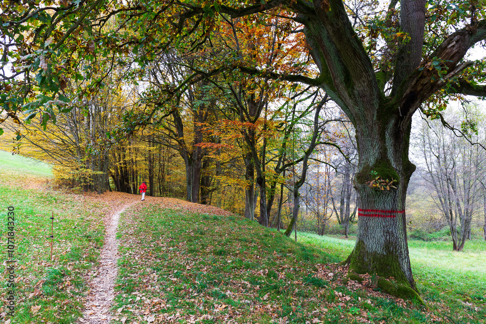 Colorful autumn Landscape in Bohemian Paradise, Czech Republic