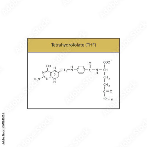 Tetrahydrofolate, THF skeletal structure diagram.Vitamin B9 compound molecule scientific illustration.
