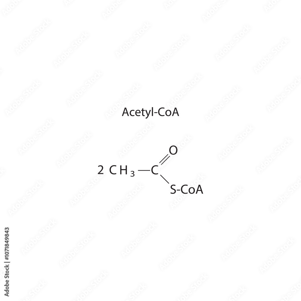 Fototapeta premium Acetyl-CoA skeletal structure diagram.Organic molecule compound molecule scientific illustration.
