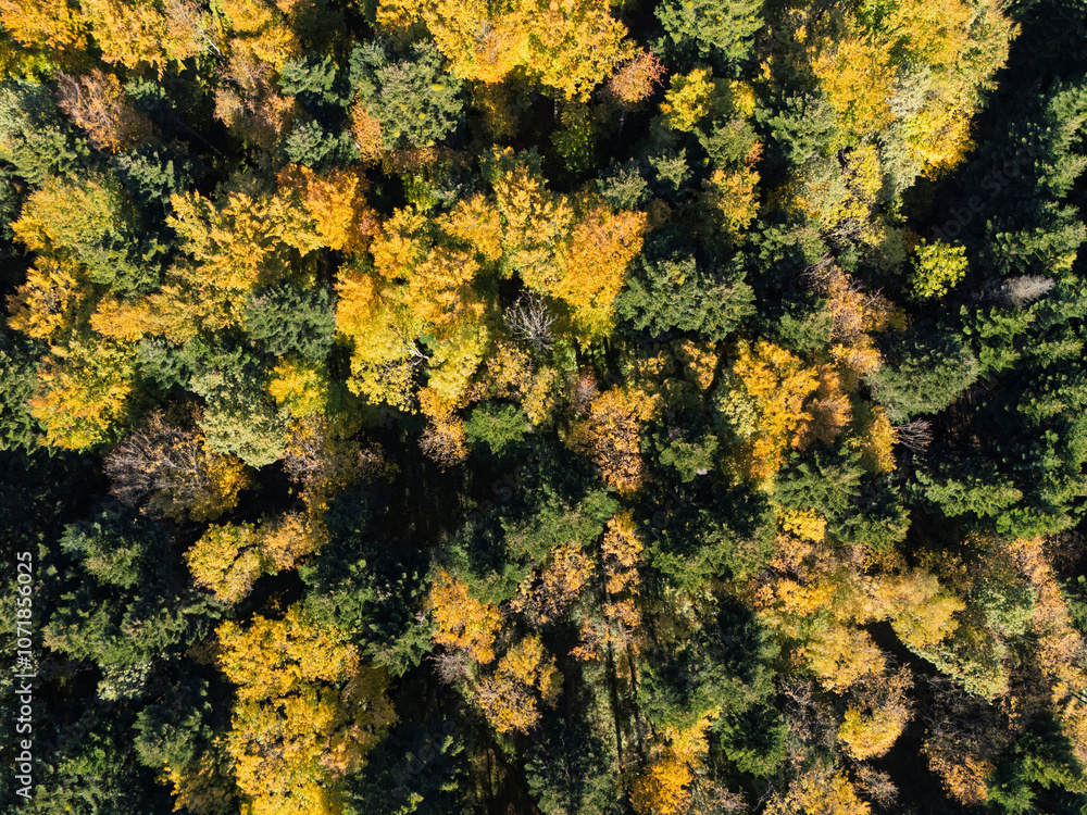 A stunning aerial view of a vibrant forest with trees displaying autumn colors. A beautiful blend of gold, orange, and green foliage creates a captivating landscape. A stunning aerial view of a vibrant forest with trees displaying autumn colors. A beautiful blend of gold, orange, and green foliage creates a captivating landscape.