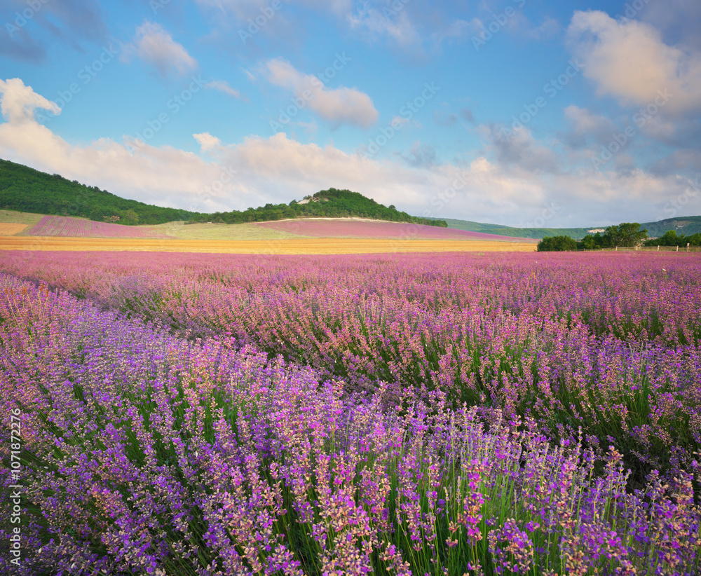 Fototapeta premium Meadow of lavender at sunrise.