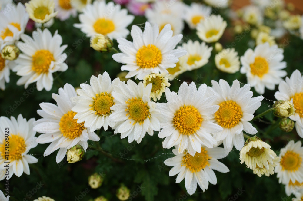 Fototapeta premium A blooming chrysanthemum. White chamomile.