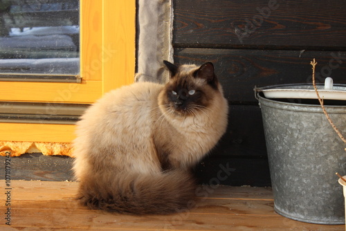 cat on wooden background photo