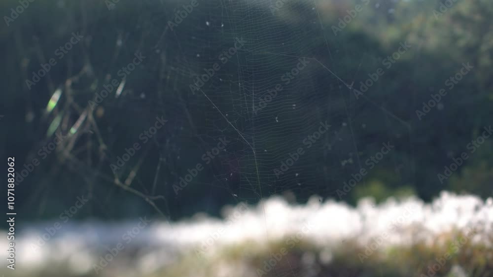 Sparkling spider web in the morning sunshine. Shiny spider web in nature. Sparkling spider web in the morning sunshine. Shiny spider web in nature.
