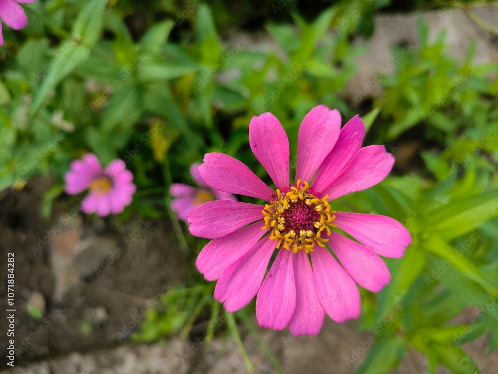 Obraz premium pink cosmos flower