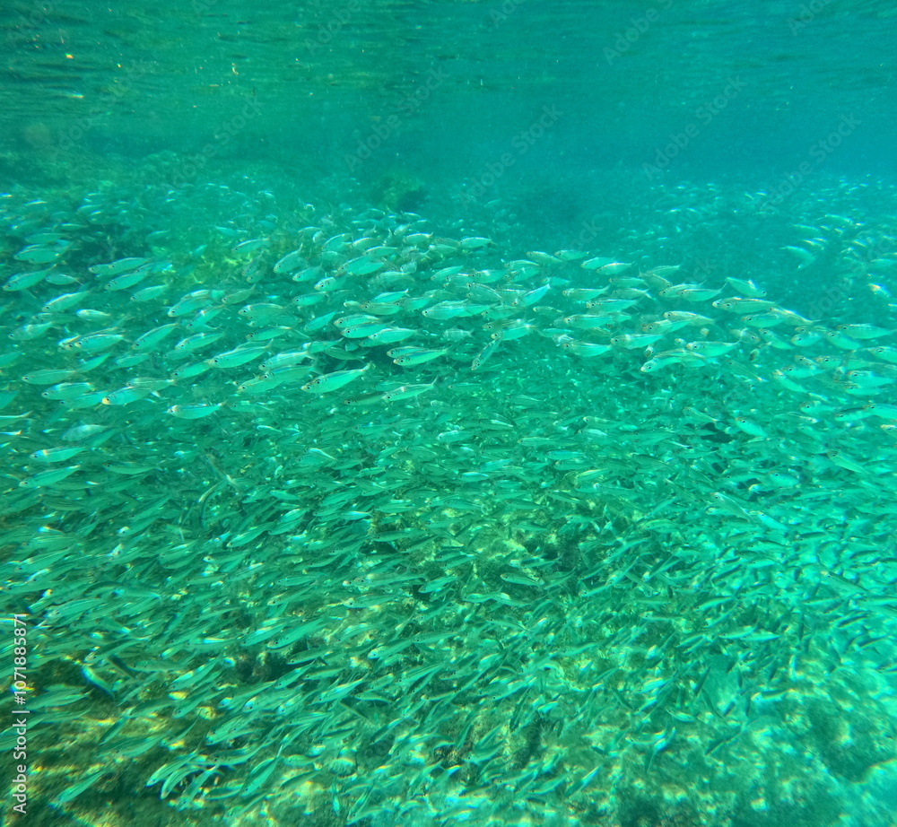 Obraz premium Schooling fishes in tropical turquoise caribbean sea. Bait fishes organised to form large groups called fish school or fish shoal
