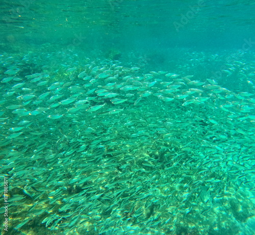 Schooling fishes in tropical turquoise caribbean sea. Bait fishes organised to form large groups called fish school or fish shoal photo