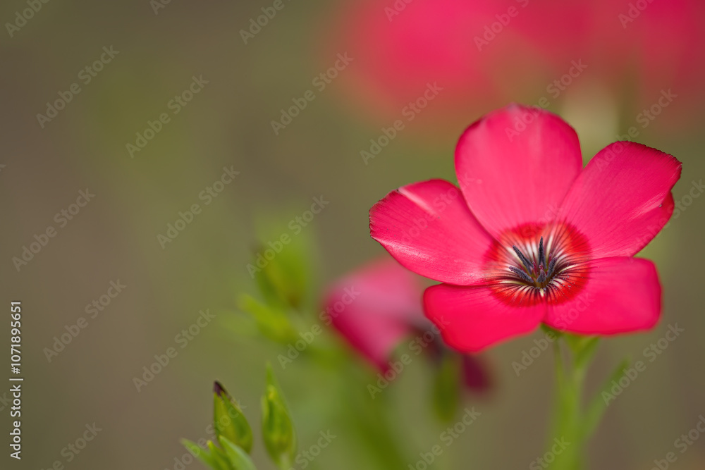 Close-up magenta flower, close up of red linseed, red flax with green background, pollen pistil of a Linum grandiflorum flower, beautiful scarlet flower, magenta petals Close-up magenta flower, close up of red linseed, red flax with green background, pollen pistil of a Linum grandiflorum flower, beautiful scarlet flower, magenta petals