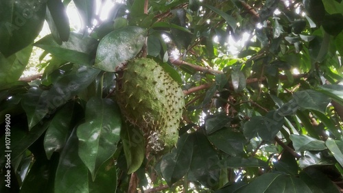 close up image of soursop plant  photo