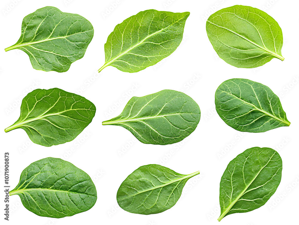 a group of green leaves a group of green leaves