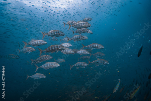 School of treballys or tunas or queenfish hunting some fish