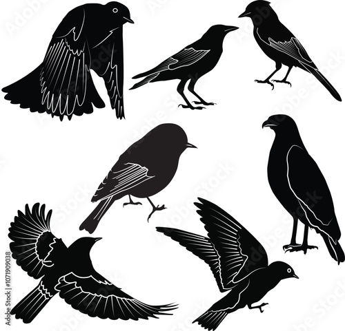 Beautiful bird couple sparrow vector design, Bird vector, perching, and standing postures of different species shown as black shapes, isolated on blank transparent white background, eps files , photo