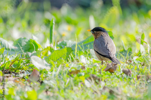 Beautiful Photograph of Brahmani Starling photo