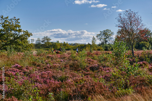 Canvas Print Horse riders in a purple heathland landscape in the summer