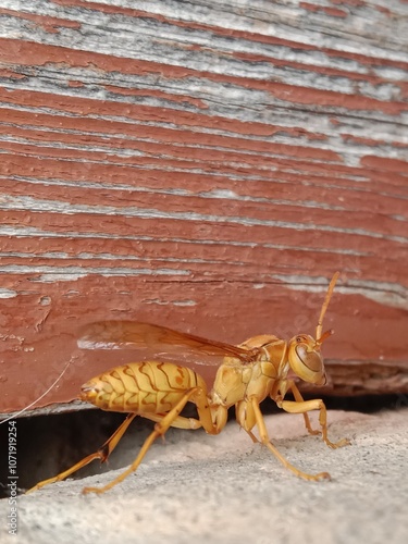 Polistes versicolor or yellow paper wasp body pattern  photo