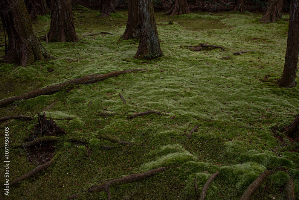 Fototapeta premium Moss Land in kyoto