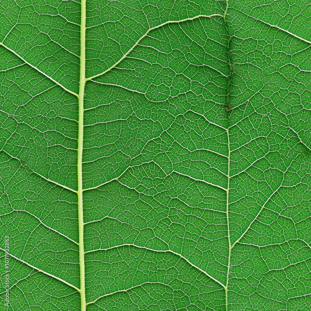 Fototapeta premium Leaf texture close-up, showcasing intricate vein patterns.