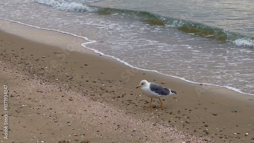 Seagull strolling along the sandy beach of Palavas-les-Flots with gentle waves and scattered seashells on a calm coastal morning, Mediterranean Sea, France photo