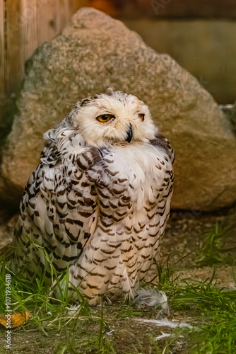 Nyctea scandiaca, snowy owl, with a rock photo