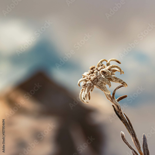 Leontopodium alpinum, Edelweiss, at the famous Hintertux glacier, Tux, Schwaz, Zell am Ziller, Tyrol, Austria photo