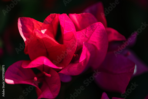Macro shot of red bougainvillea close-up in light and shadow.