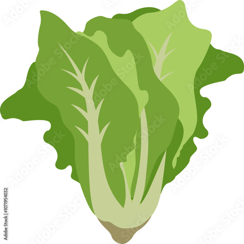 Illustration of Fresh Green Lettuce