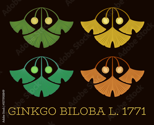 Set of vector illustrations of ginkgo biloba leaf and fruit using the sacred geometry method.
