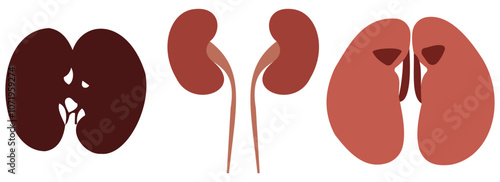 Set of human kidney in a flat style vector icon illustration. Human internal organ, anatomy, body part. 