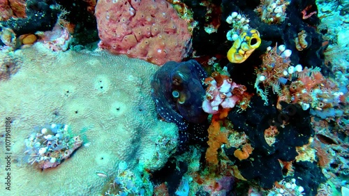 Komodo, Indonesia: Underwater footage of an octopus moving quickly inside the coral reef during a scuba diving in the Sebayur Kecil dive site in the Komodo park near Labuan Bajo in Flores photo