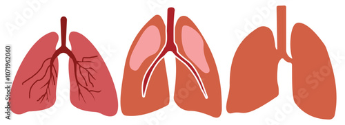 Set of human lung in a flat style vector icon illustration. Human internal organ, anatomy, body part.