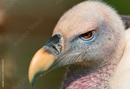 Gyps rueppelli, Rüppell's griffon vulture, close-up head portrait on a sunny day in summer photo