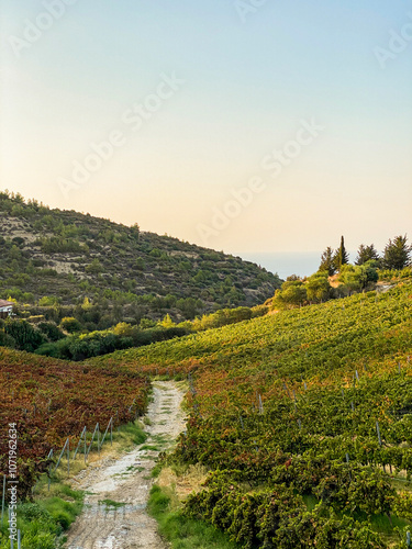 Vine fields in a small village.