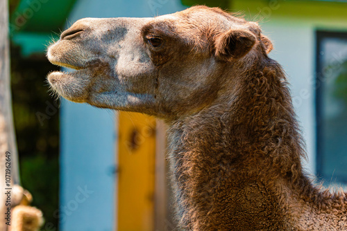 Camelus ferus, wild Bactrian camel, on a sunny day in summer photo