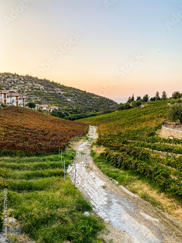 Vine fields in a small village.