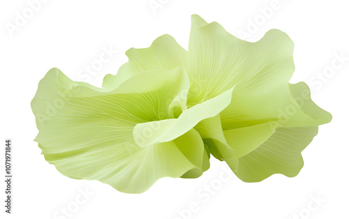 PNG object on clear backdrop. Delicate pale green floral petals arranged beautifully, showcasing their soft textures. Isolated on transparent background.