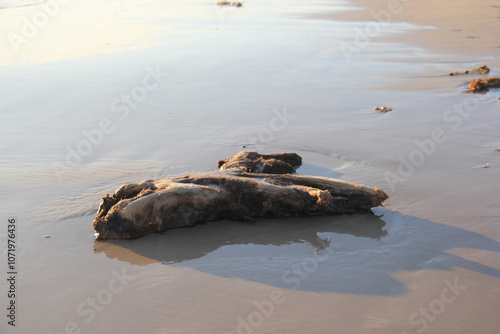 Strandgut am Meer photo