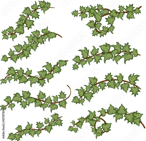 green ivy set cartoon. foliage climbing, vine leaves, growth lush green ivy sign. isolated symbol vector illustration