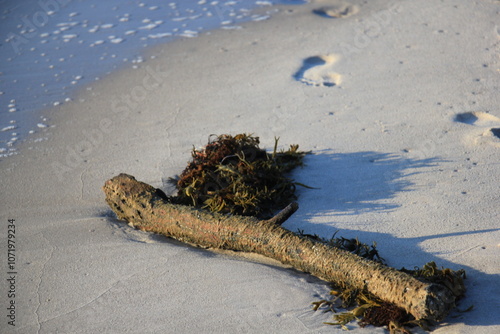 Strandgut am Meer photo