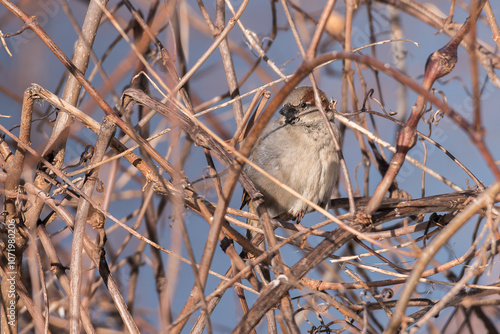 House sparrow male in leafless bush 2