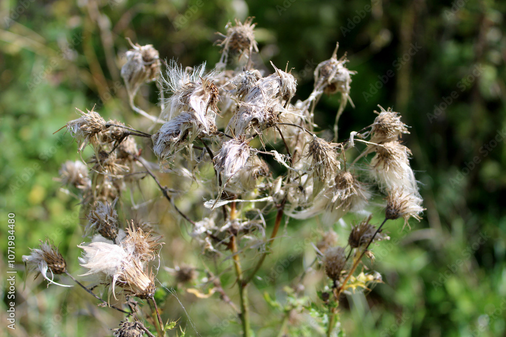Escrescenze barbe e filamenti di cardo selvatico seccato Escrescenze barbe e filamenti di cardo selvatico seccato