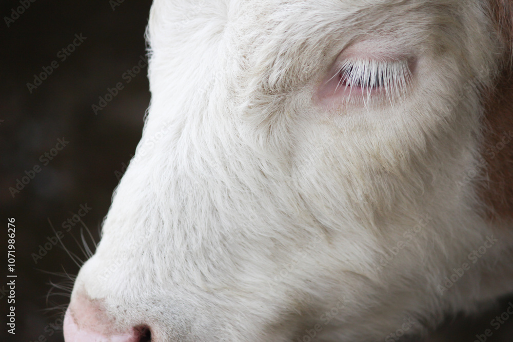 Fototapeta premium Cow's muzzle Close-up, cow feeding on grass, rural farming and agriculture