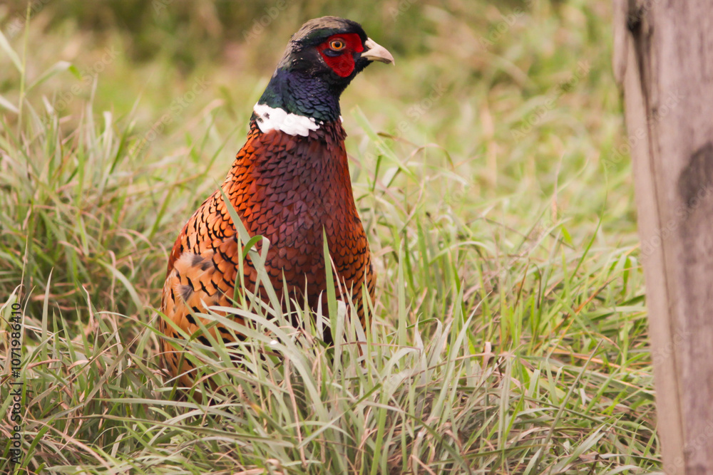 Fototapeta premium Pheasant in Grass, wildlife in rural meadow, colourful feathers