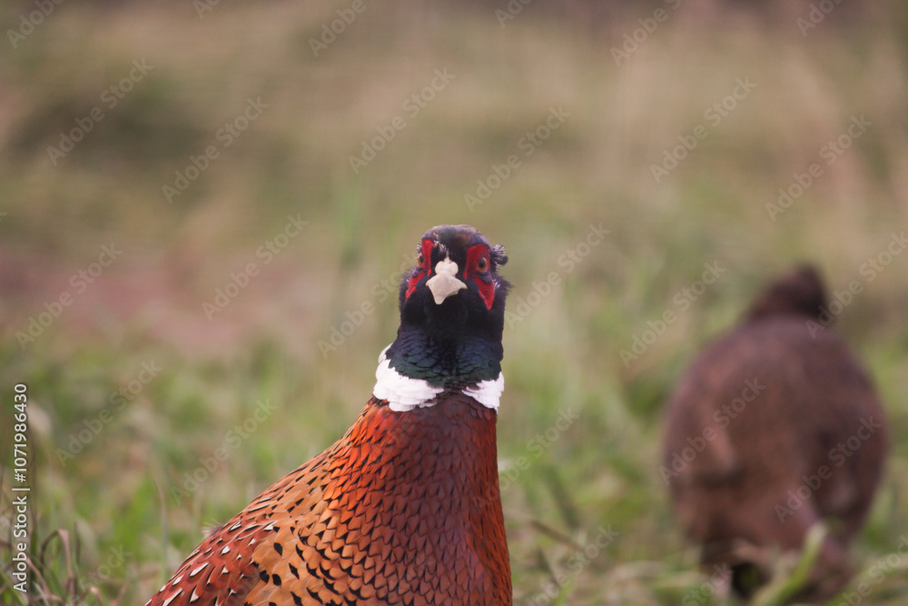 Fototapeta premium Pheasant in Grass, brown and red plumage of wild bird in green meadow, nature portrait in rural wildlife