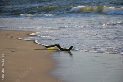 Strandgut am Meer photo