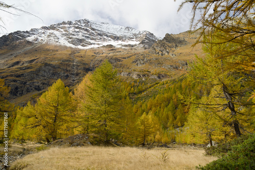 Swiss Alps in autumn with yellow-colored larch trees. Region Graubünden Engadin. photo